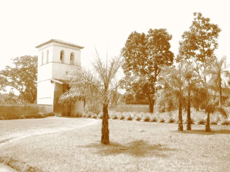 a po of trees outside in sepia tone