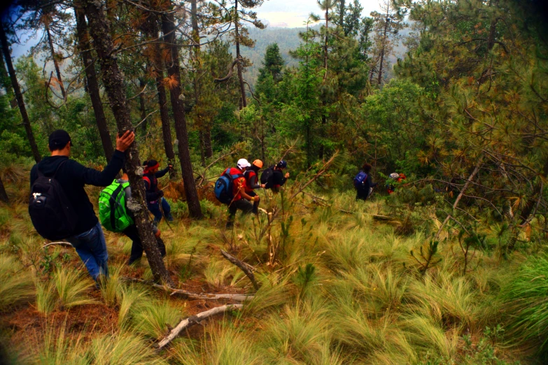 many people are hiking in a forest in the daytime