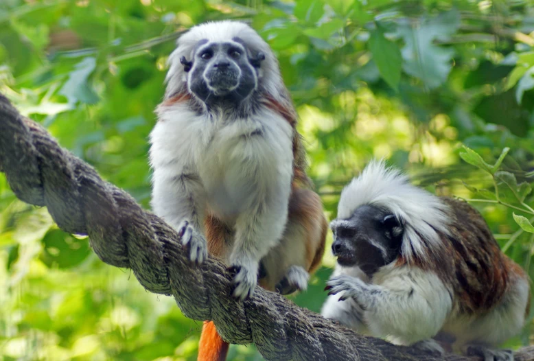 two monkeys sitting on top of a tree nch