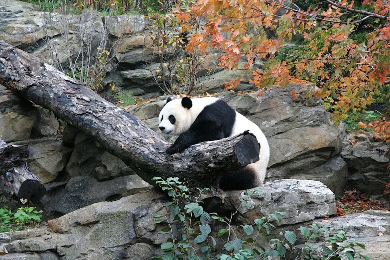 a panda bear sitting on a tree nch in an enclosure