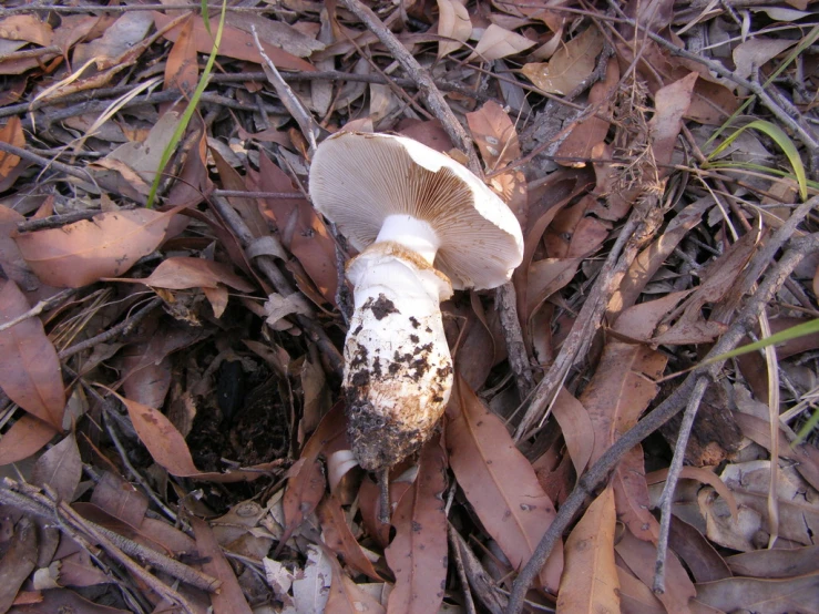 a mushroom sitting on top of some leafy ground
