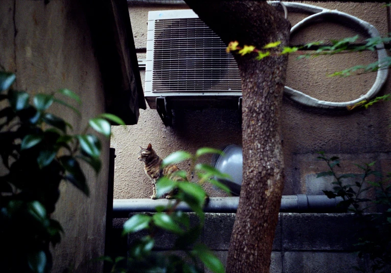 cat on the ground near a wall and outside of house