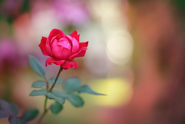 red flower blooming on a stem in a garden