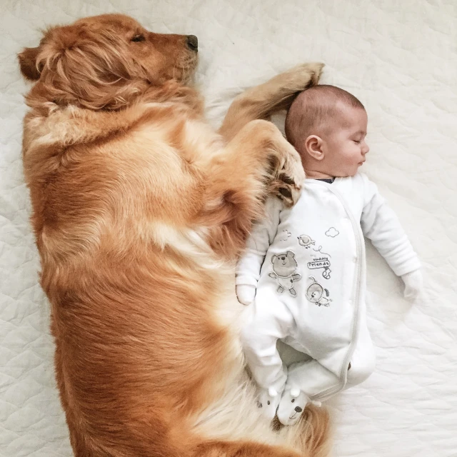 a large brown dog is next to a baby