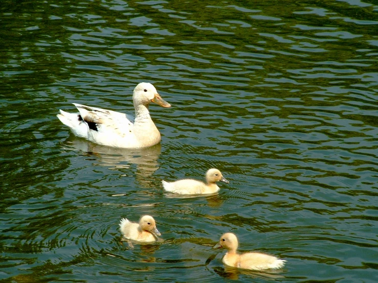 there are three ducks that are swimming in the water