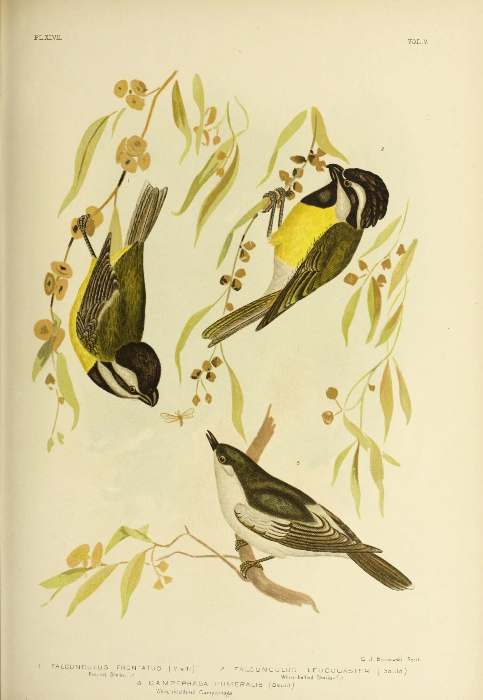 this is a colored illustration of birds standing around on a nch
