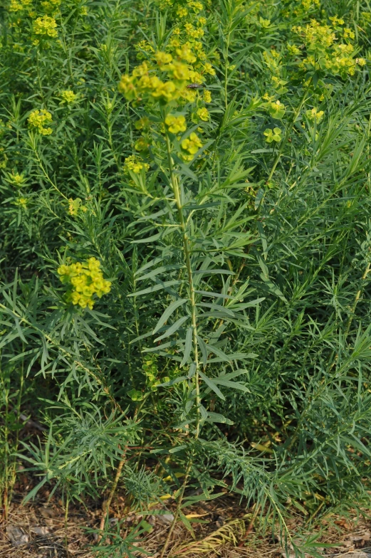 yellow flowers growing on the plants in the ground