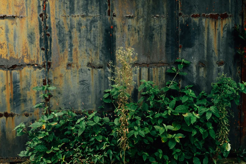 two plants growing out of some grass on the side of an old rusted building