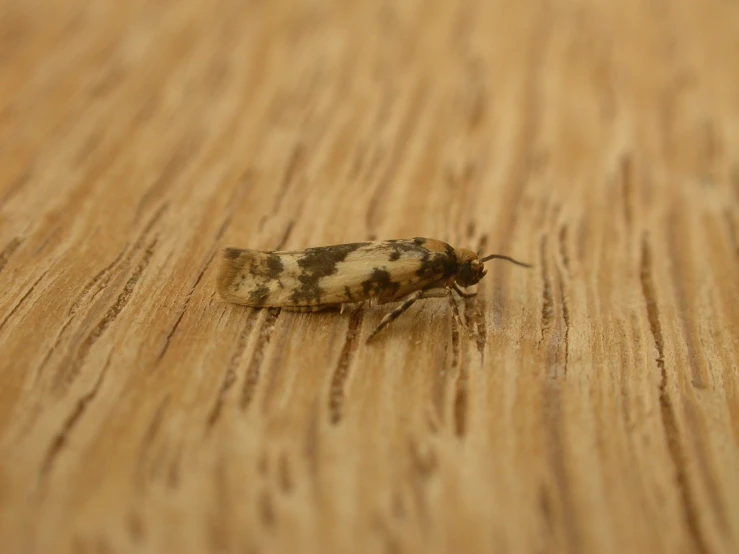 the small insect is on the wooden floor