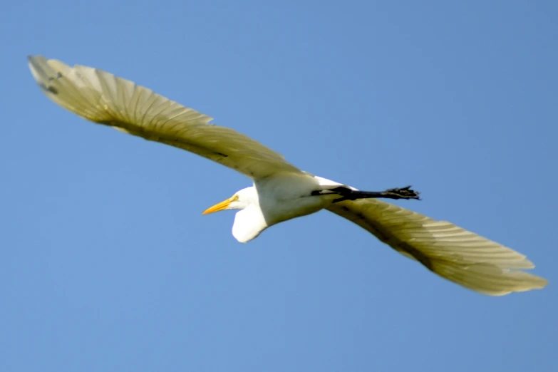 the white bird is flying with the beak open