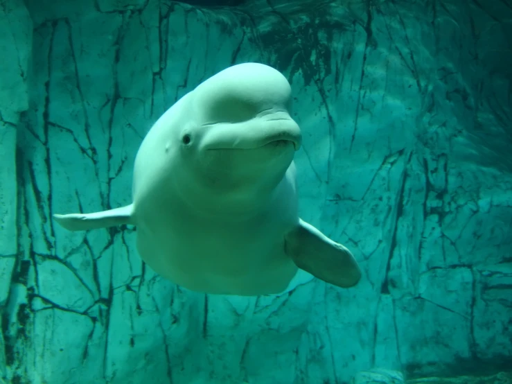 a white sea cow swims in an aquarium