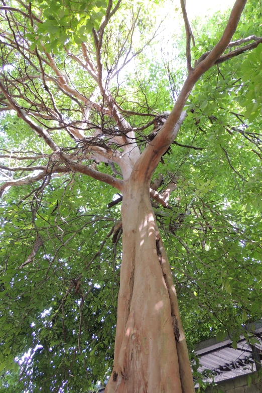 the trunk of an old tree with many nches and leaves