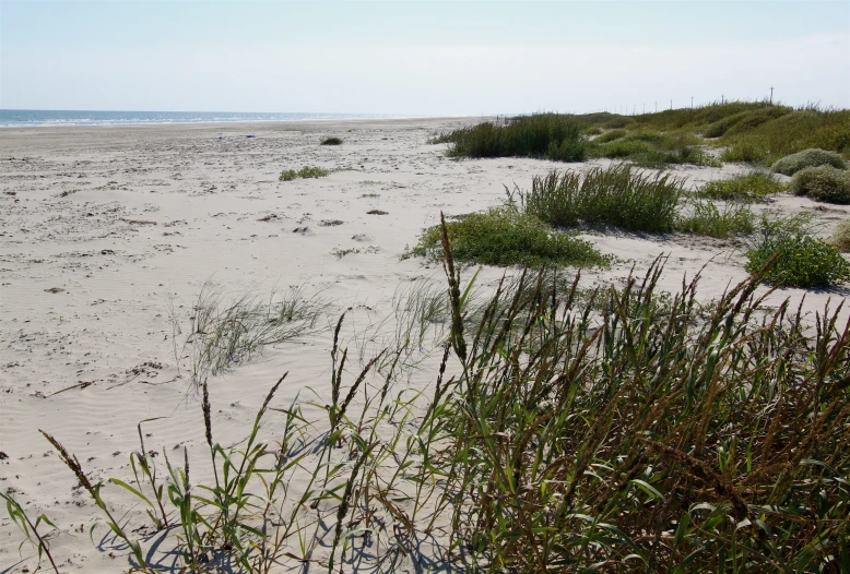 a field of tall grass near a beach