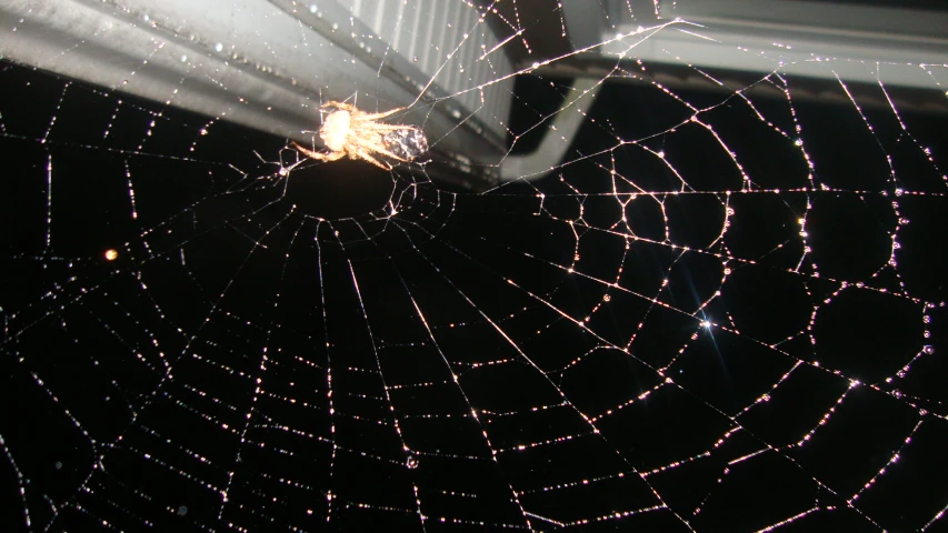 dew drops on a spider web at night