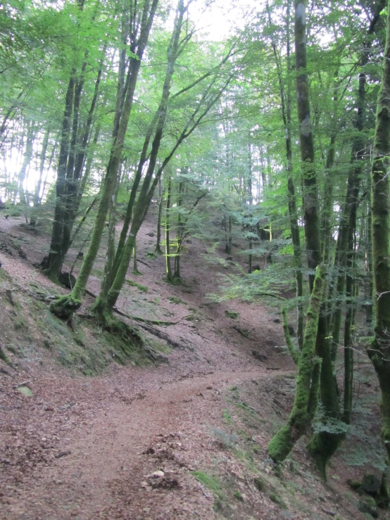 a path in the woods with lots of green trees on it