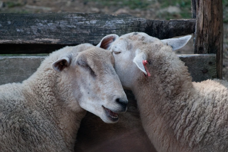 the sheeps are looking into the small bin