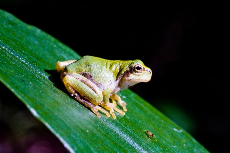 a small frog on top of a leaf