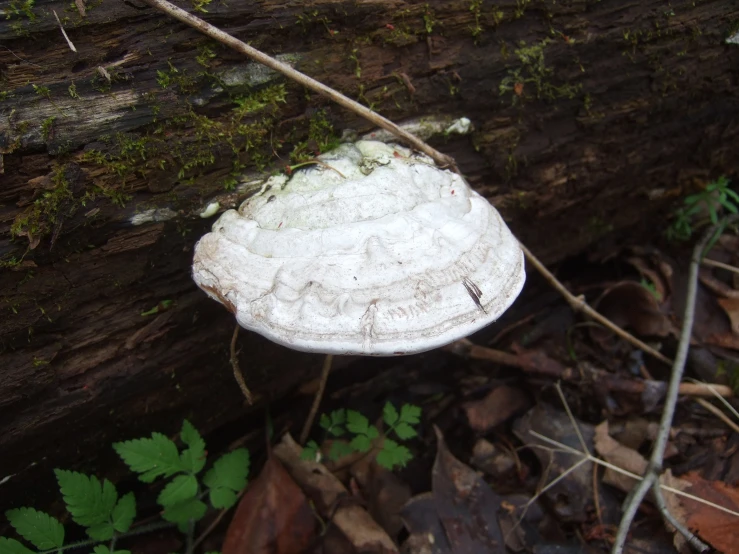 a mushroom sitting on top of a tree log
