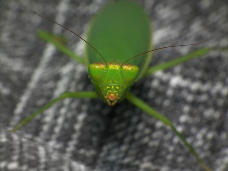 a close up view of a green insect