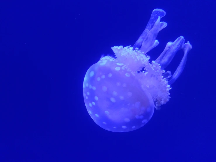 an underwater jellyfish looking up at the camera