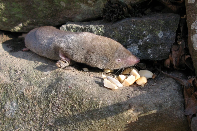 a plat eating food off a rock face