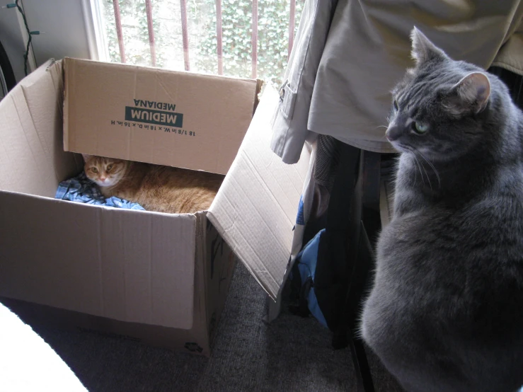 two cats sitting inside of a cardboard box