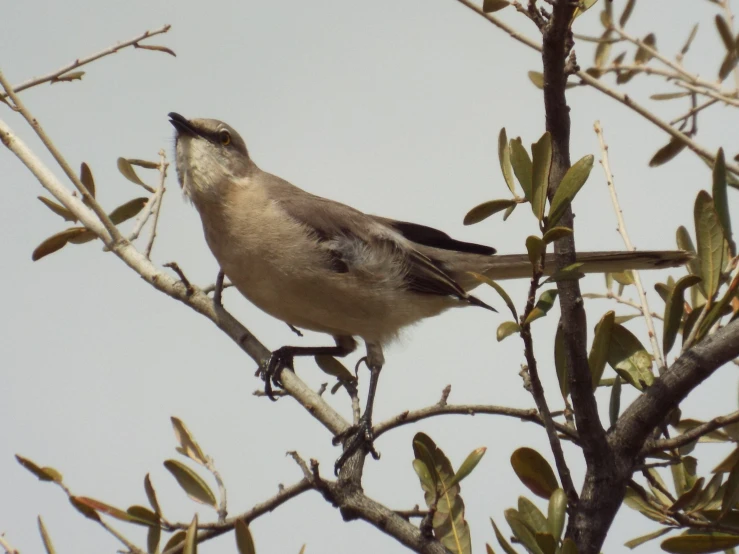 a gray and black bird sitting on a tree nch