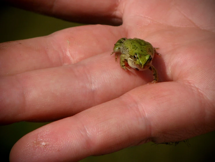 a small frog sitting on the palm of someone's hand