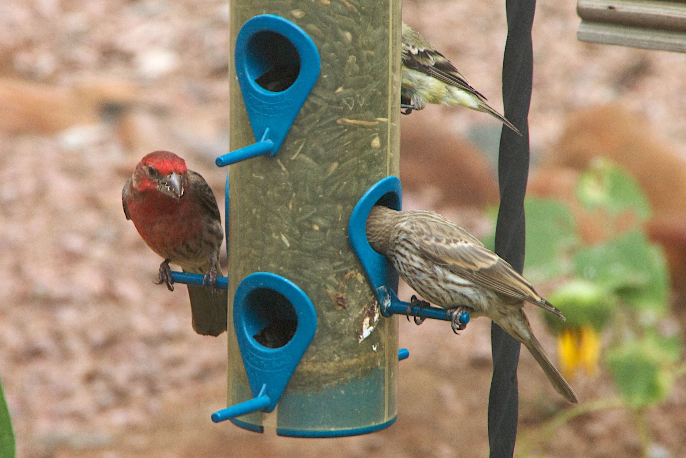 two birds on a blue bird feeder with birds outside