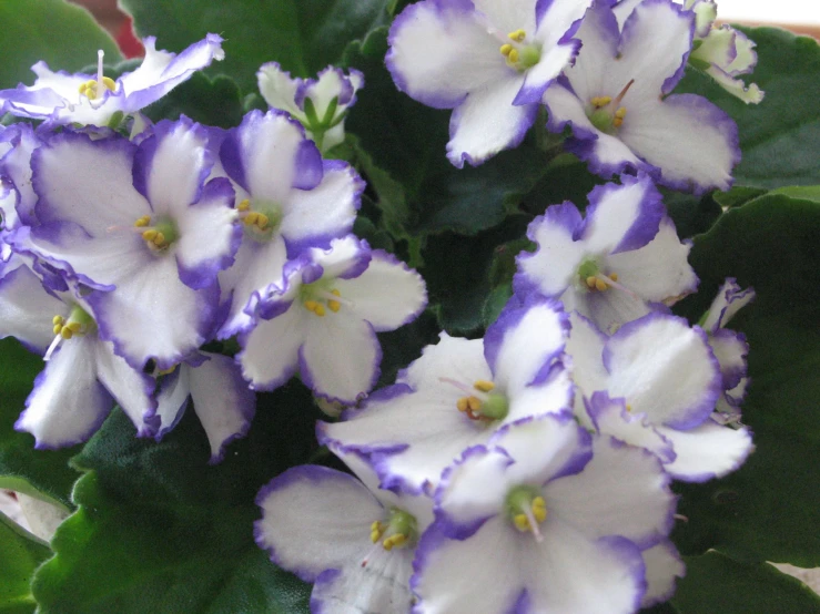 a bush with several flowers inside of it