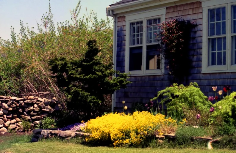 the bushes are blooming in the yard by the house