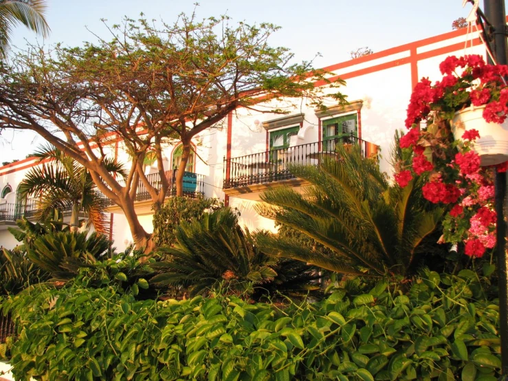 the plants outside a white building that are growing next to each other