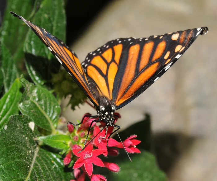 a monarch erfly resting on a flower