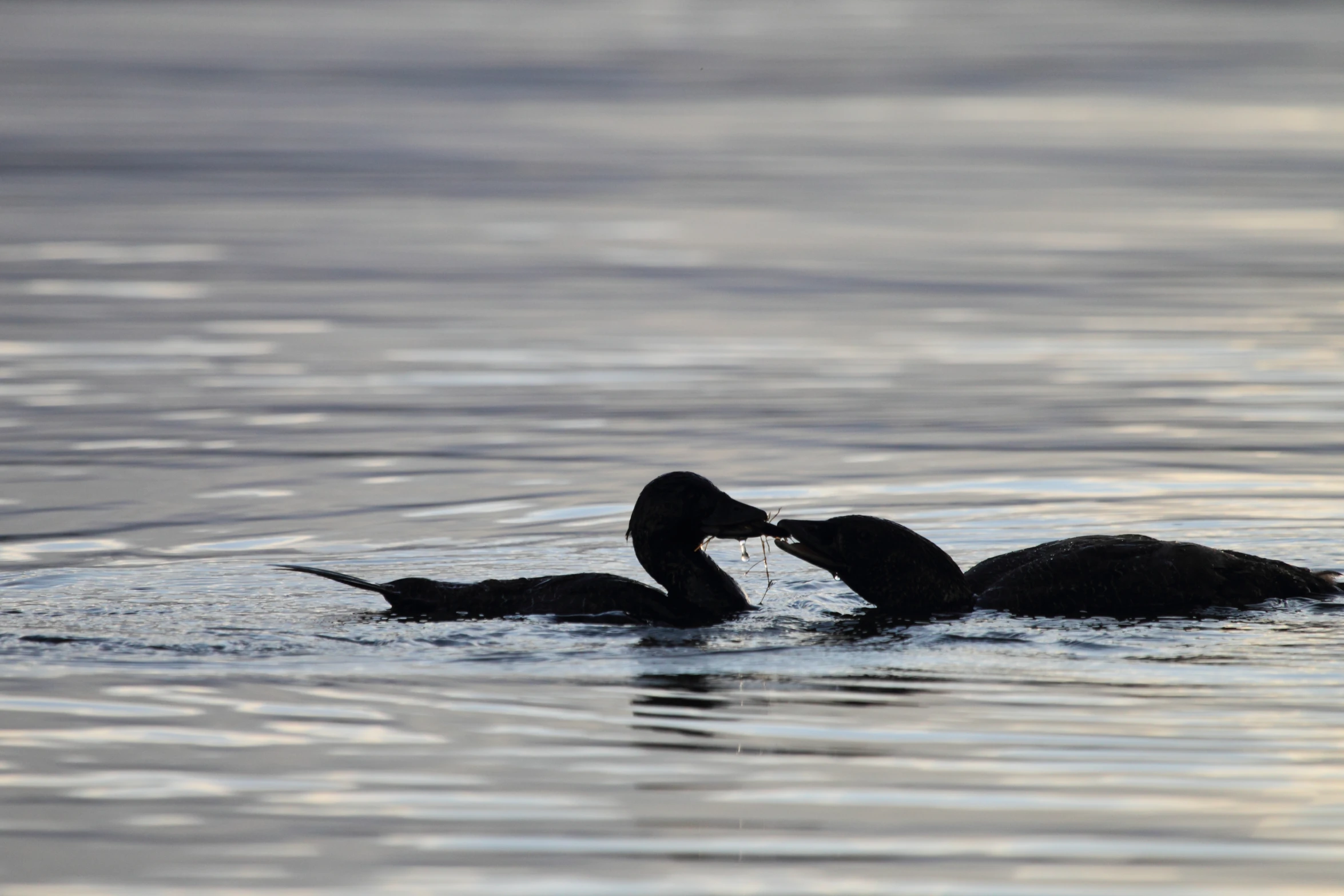 two birds in the water facing each other