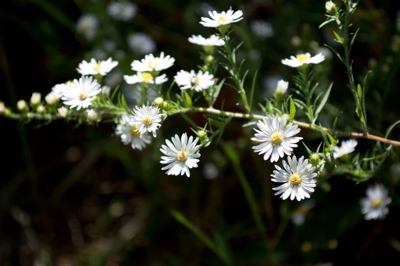 several white flowers with green stems in the foreground