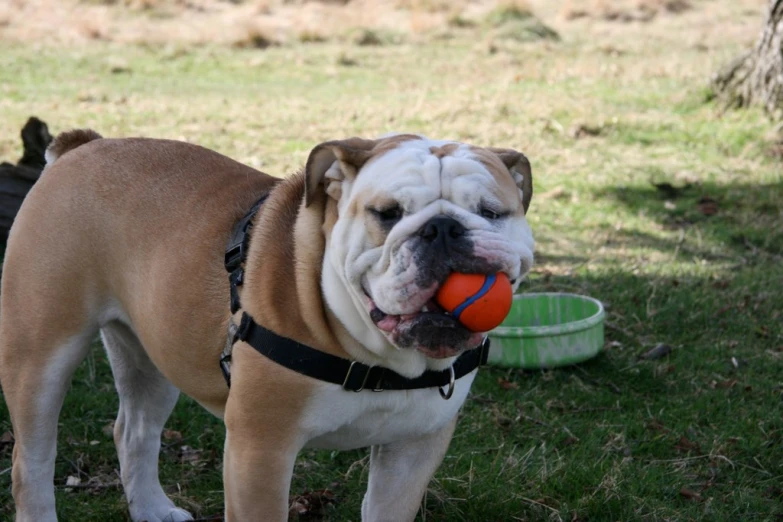 a bulldog standing on the grass playing with a ball