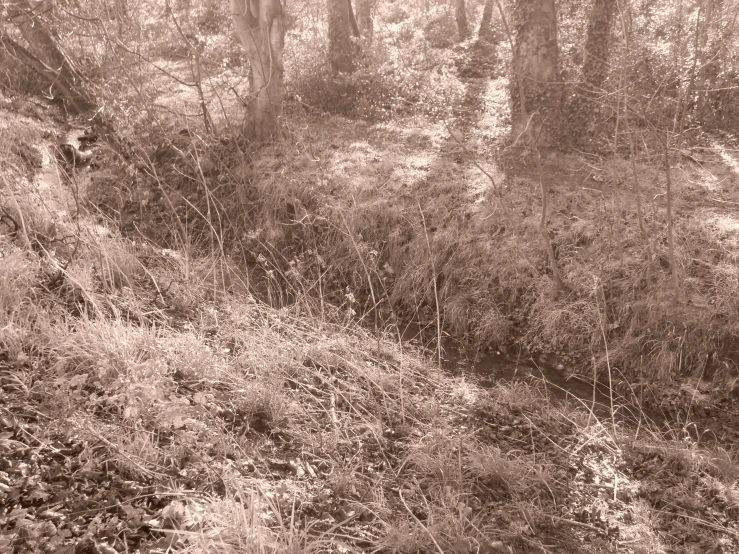 a small stream running through the middle of a forest