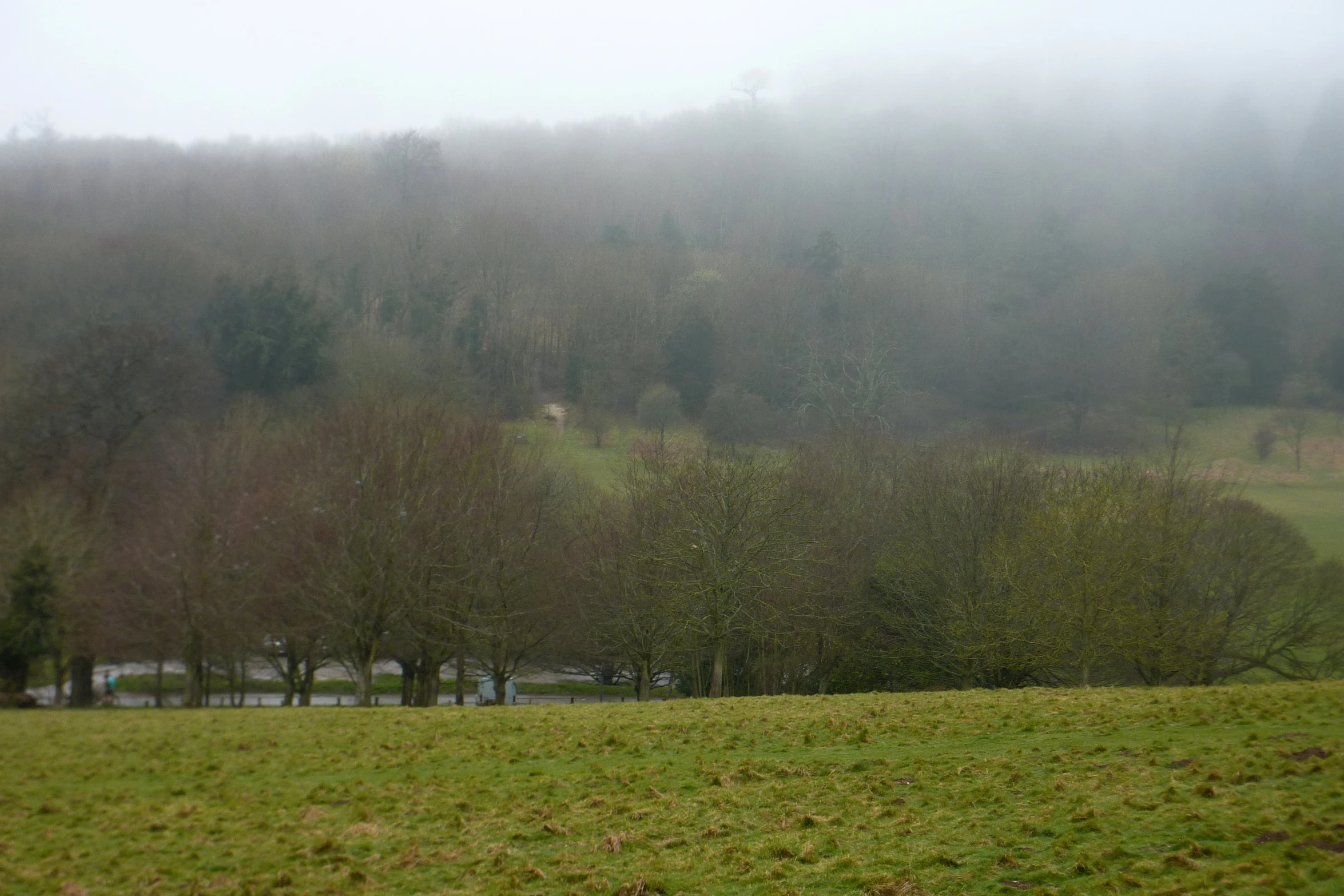 two horses in a green pasture on a misty day