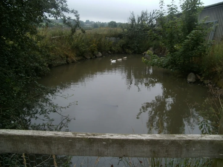 some small birds swimming in a small pond