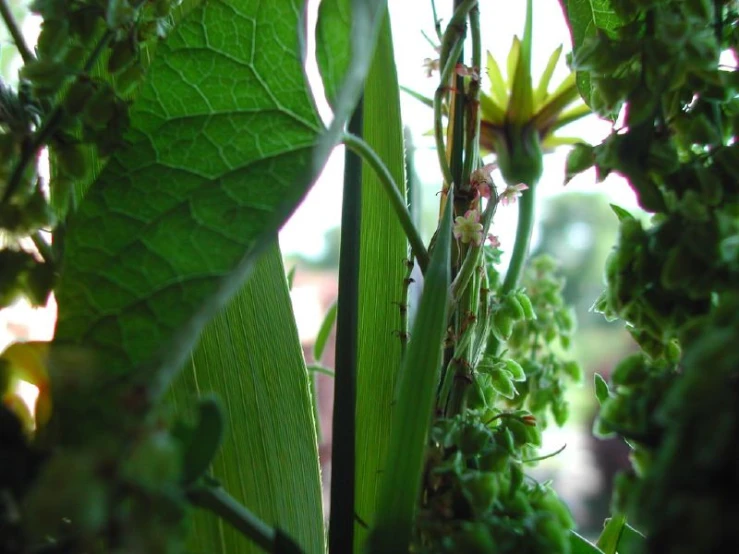 an image of leaf that is outside of the house