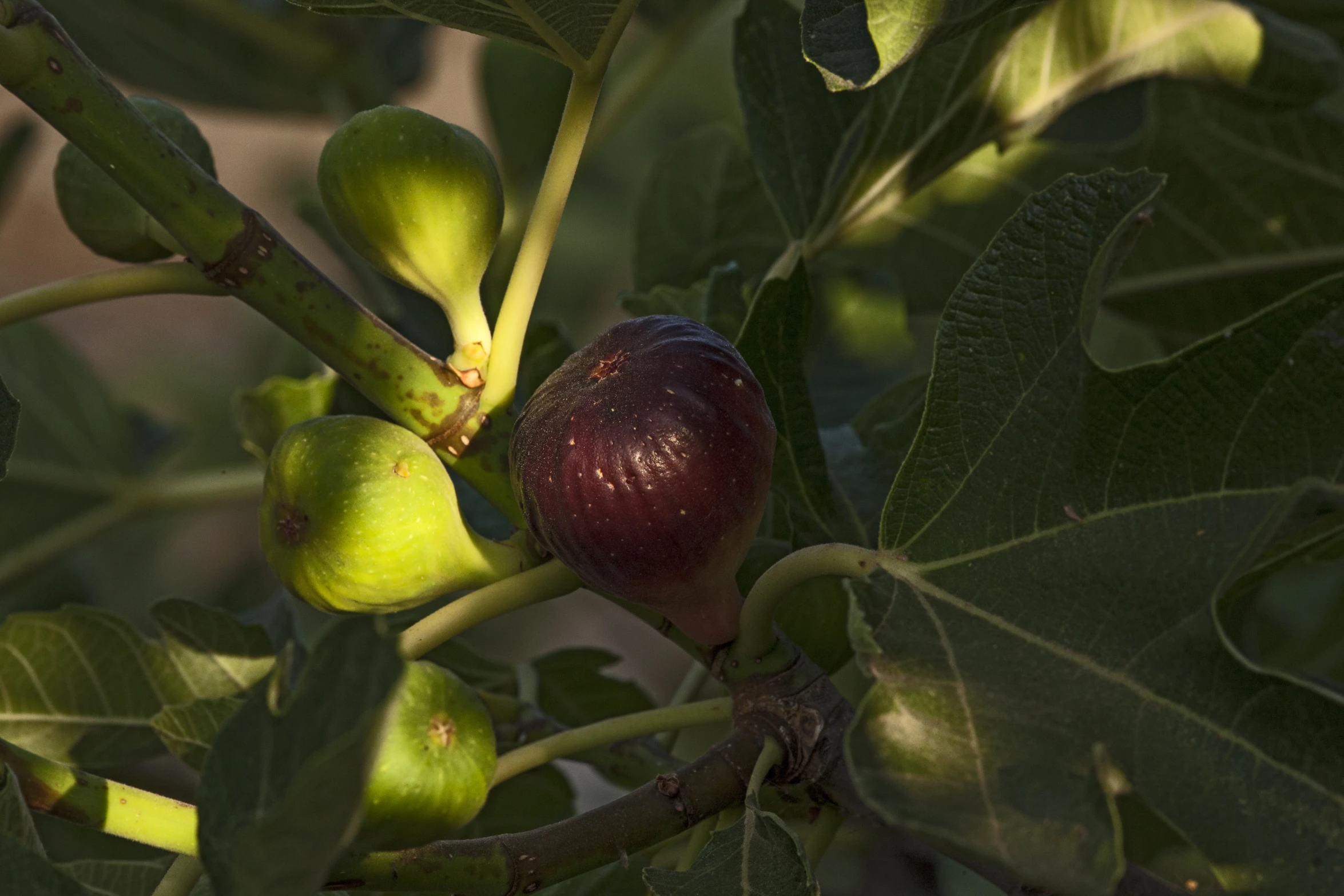 some fruits on the nches of an apple tree