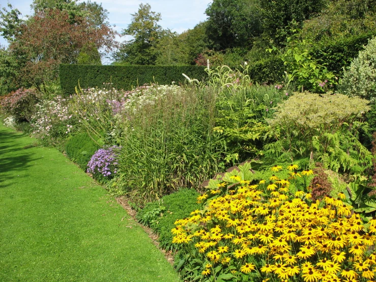 a green field with a row of bushes