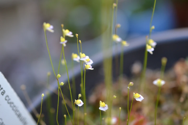 small flowers growing out of a pot outside