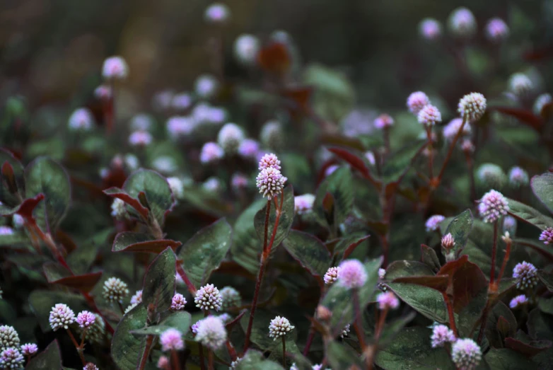 small purple flowers and green leaves grow in the ground