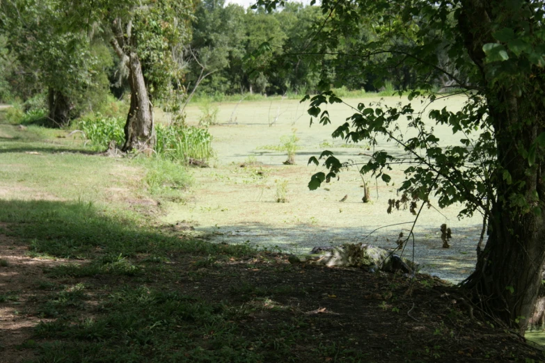 a green tree in the field next to a pond