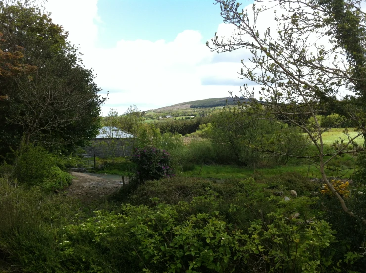 a landscape with a lot of trees and a field