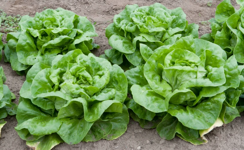 group of green lettuce growing in the dirt