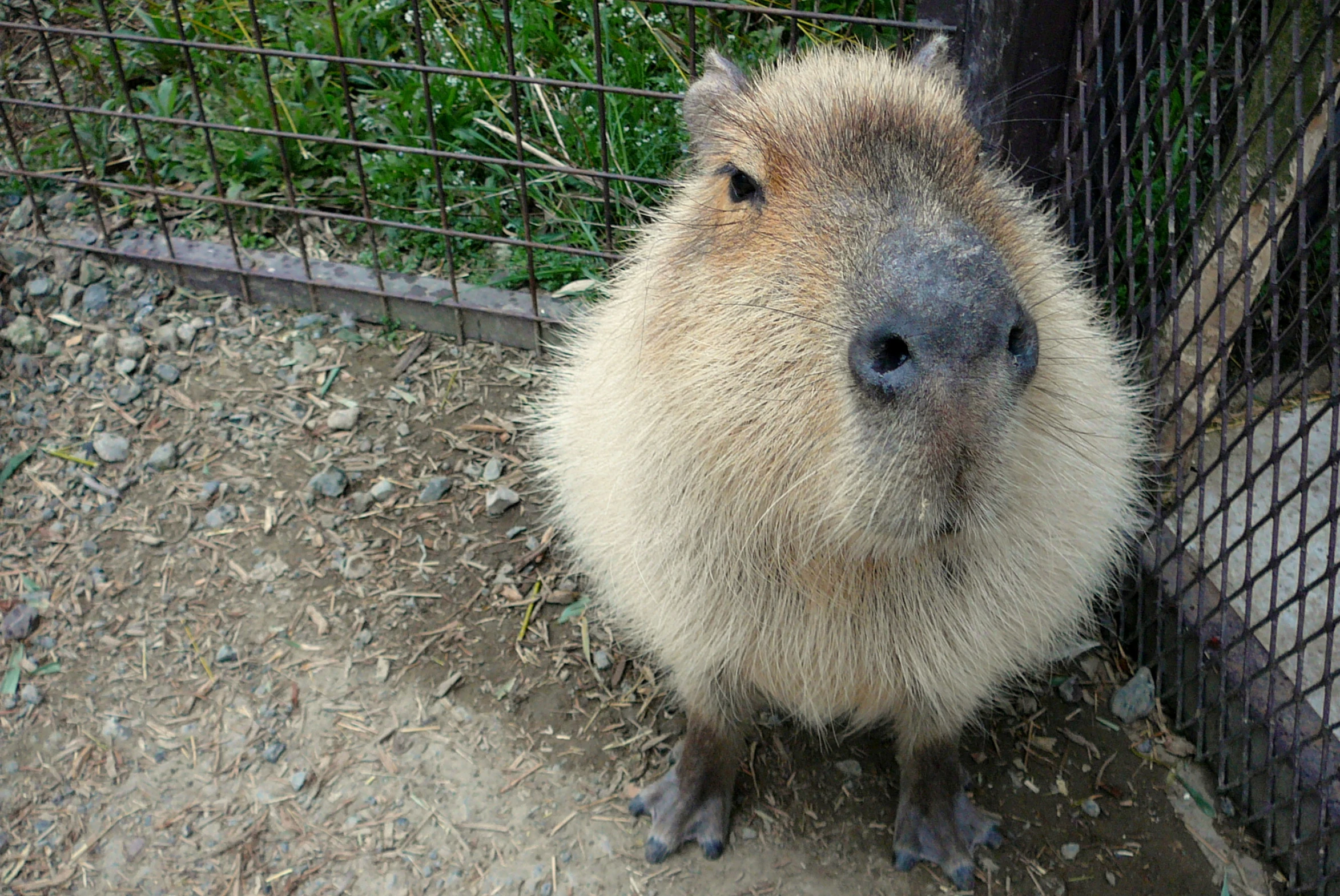 there is a brown capybe behind a fence