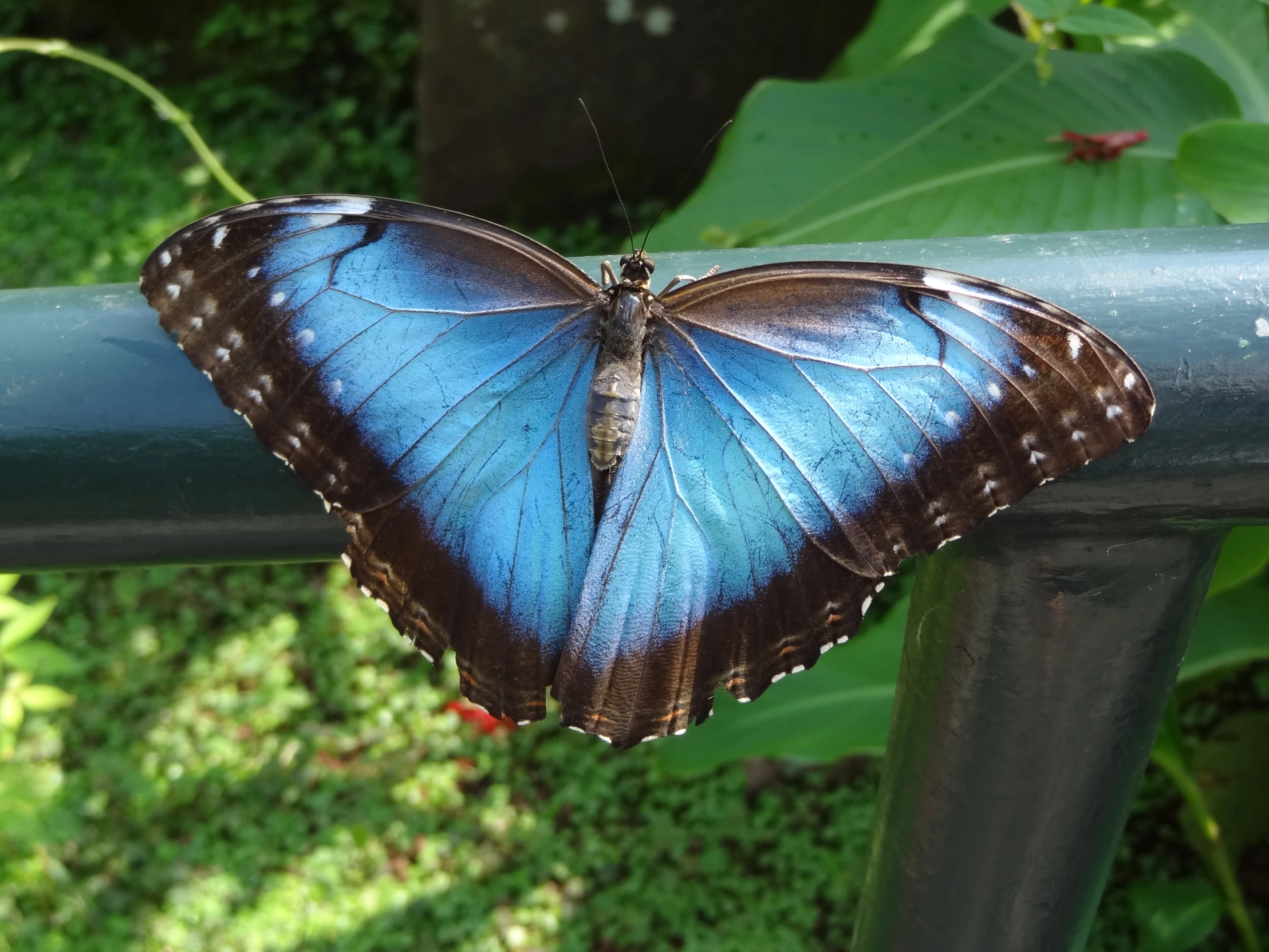 a blue erfly with dark stripes on its wings is resting on a metal bar