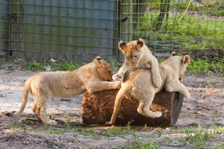three young lion cubs playing on a log in a zoo enclosure